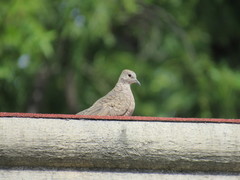 Columbina inca