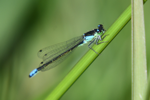 San Francisco Forktail photographed in California