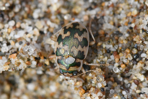 Toothed Round Sand Beetle photo 3