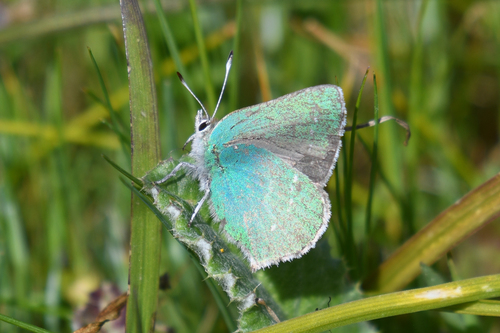 Coastal Green Hairstreak photo 3