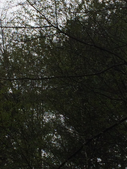 Pheucticus ludovicianus