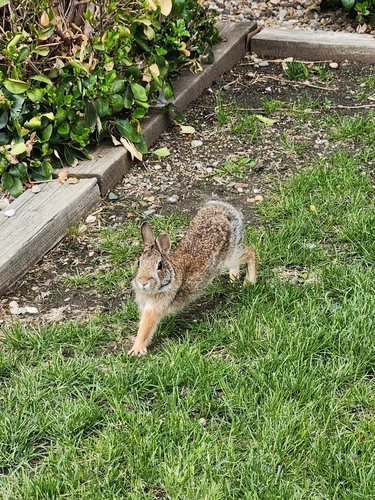 Eastern Cottontail photographed in Iowa