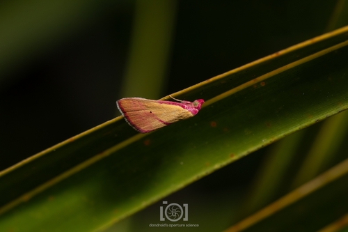 Ernestine's Moth photo 3