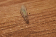 Kalotermitidae