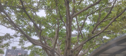 Ficus caulocarpa iNat (3)