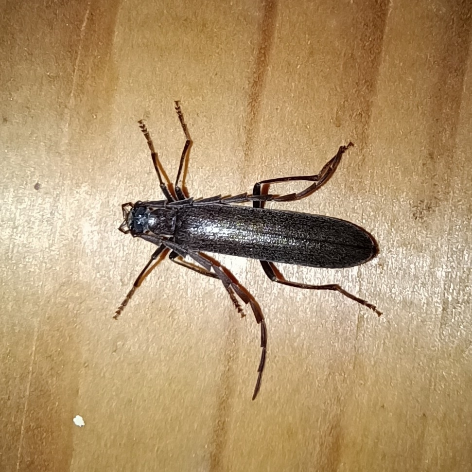 Calopus serraticornis