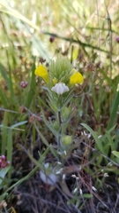 Castilleja rubicundula lithospermoides