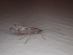 Glyphopsyche irrorata