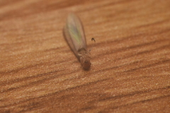 Kalotermitidae
