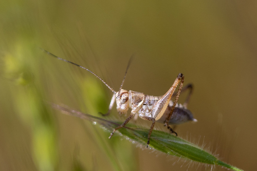 iNaturalist observation photo of Platycleidini
