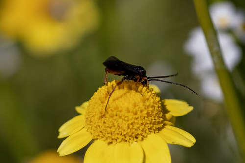 iNaturalist observation photo of Agathidini