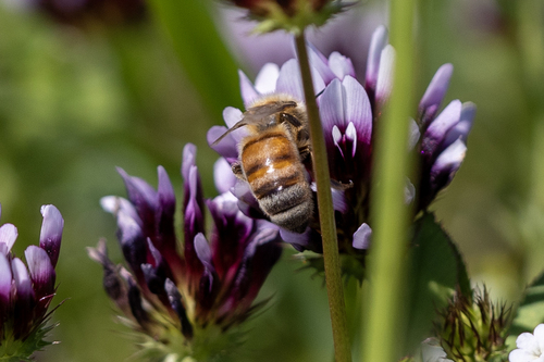 iNaturalist observation photo of Western Honey Bee
