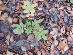 Acaena ovalifolia