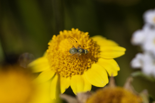 iNaturalist observation photo of Neaspilota