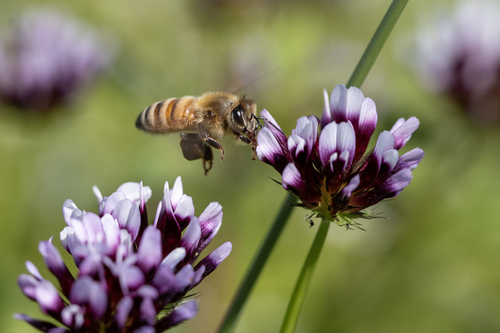 iNaturalist observation photo of Western Honey Bee