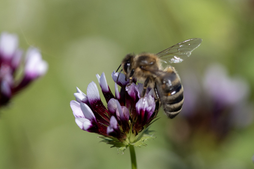 iNaturalist observation photo of Western Honey Bee