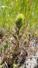 Castilleja rubicundula lithospermoides