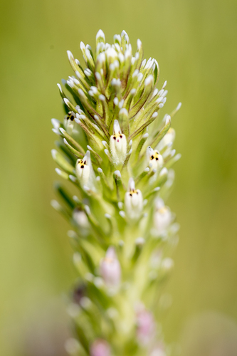 iNaturalist observation photo of valley tassels
