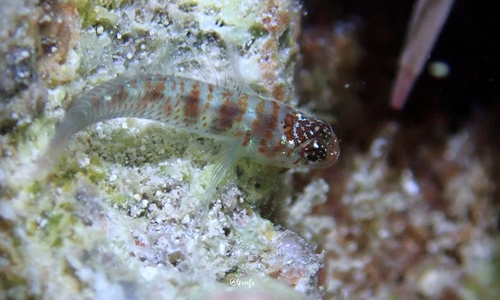 Eviota epiphanes observed 2024-02-19