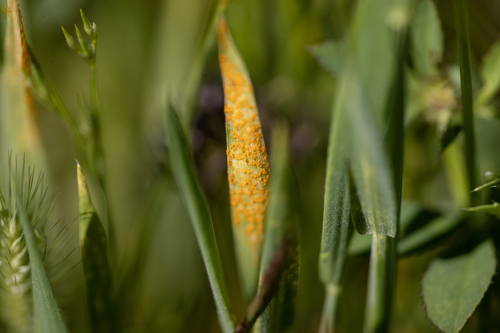 iNaturalist observation photo of Puccinia allii
