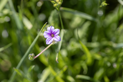 iNaturalist observation photo of Mediterranean Stork's-bill