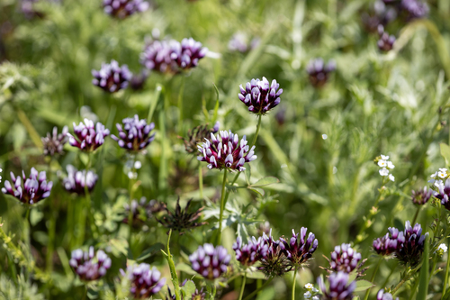 iNaturalist observation photo of white-tipped clover