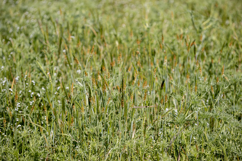 iNaturalist observation photo of Foxtail grasses