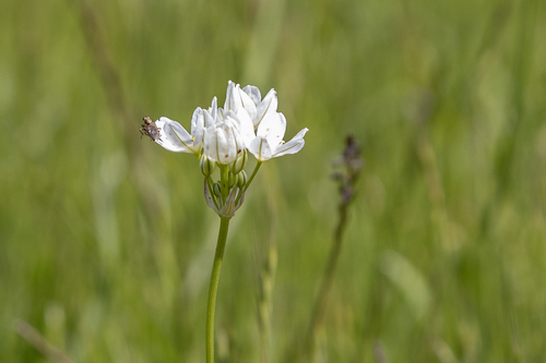iNaturalist observation photo of white brodiaea