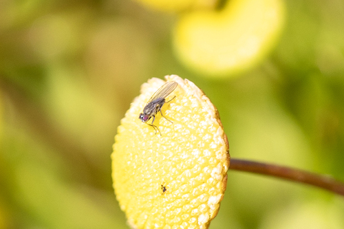 iNaturalist observation photo of Hydrellia