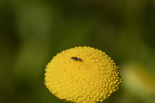 iNaturalist observation photo of Chalcidoid Wasps