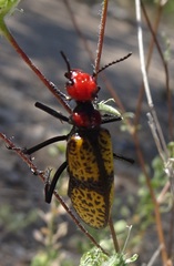Tegrodera aloga