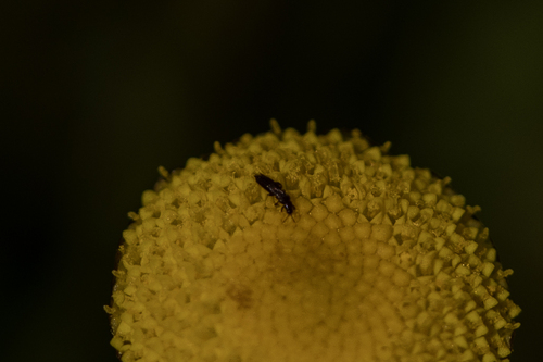 iNaturalist observation photo of Thripinae