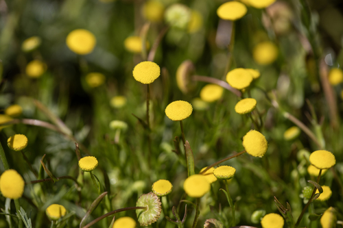 iNaturalist observation photo of Brass Buttons