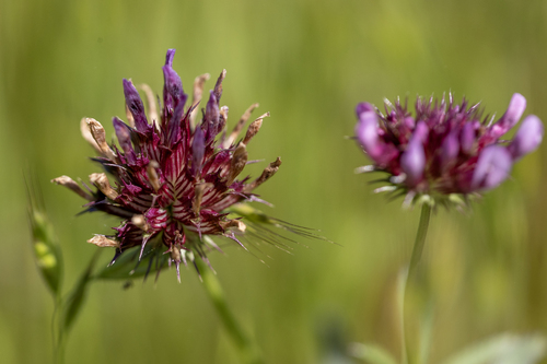 iNaturalist observation photo of tomcat clover
