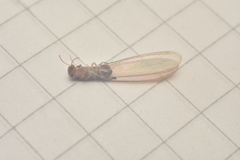 Kalotermitidae