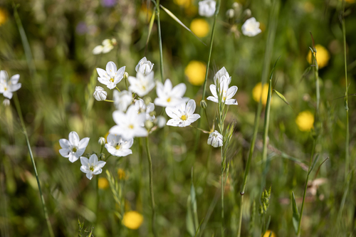 iNaturalist observation photo of white brodiaea