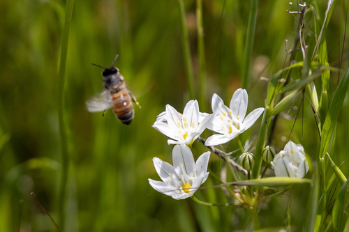 iNaturalist observation photo of Western Honey Bee