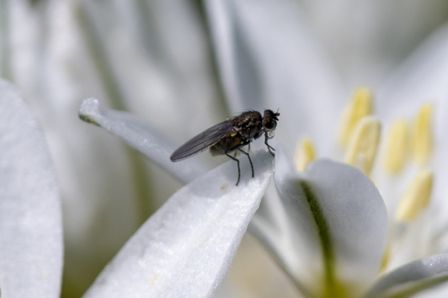 iNaturalist observation photo of Shore Flies