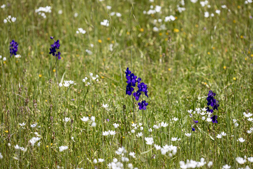 iNaturalist observation photo of larkspurs