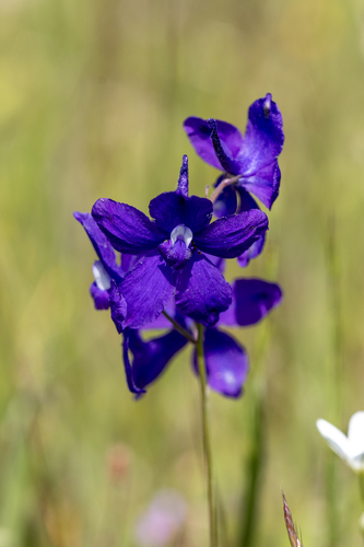 iNaturalist observation photo of larkspurs