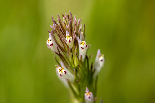 iNaturalist observation photo of valley tassels