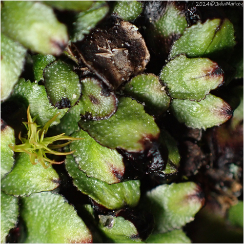 Targionia hypophylla