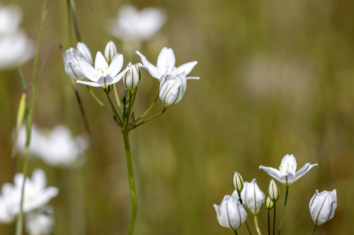 iNaturalist observation photo of white brodiaea