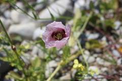 Papaver somniferum setigerum