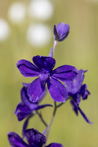 iNaturalist observation photo of larkspurs