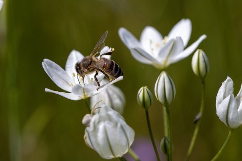 iNaturalist observation photo of Western Honey Bee