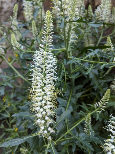 Image of Thelypodium laciniatum by (c) Timothy McNitt, some rights reserved (CC BY)