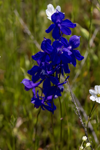 iNaturalist observation photo of larkspurs