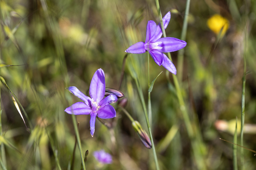 iNaturalist observation photo of Brodiaeas