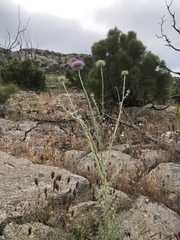 Cirsium neomexicanum